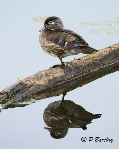 Wood Duck (f)