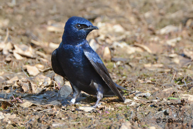 Purple Martin (m)