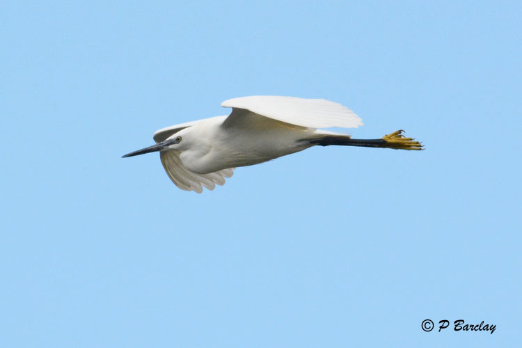 Little Egret