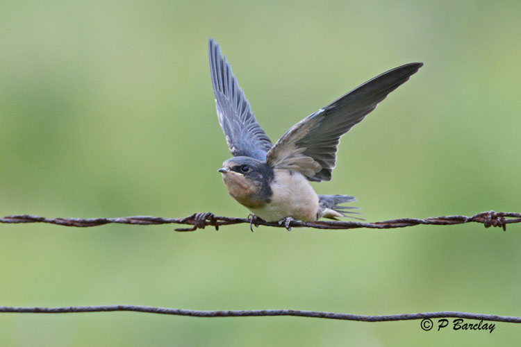Barn Swallow (juv)
