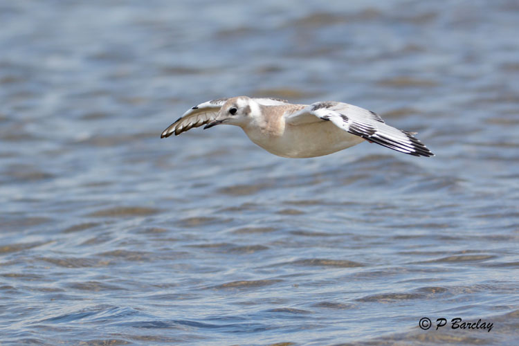 Bonapartes Gull (juv)