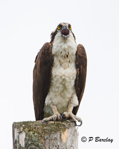 Osprey:  SERIES (2 images)