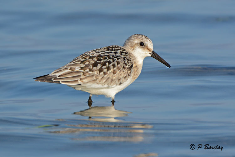 Sanderling