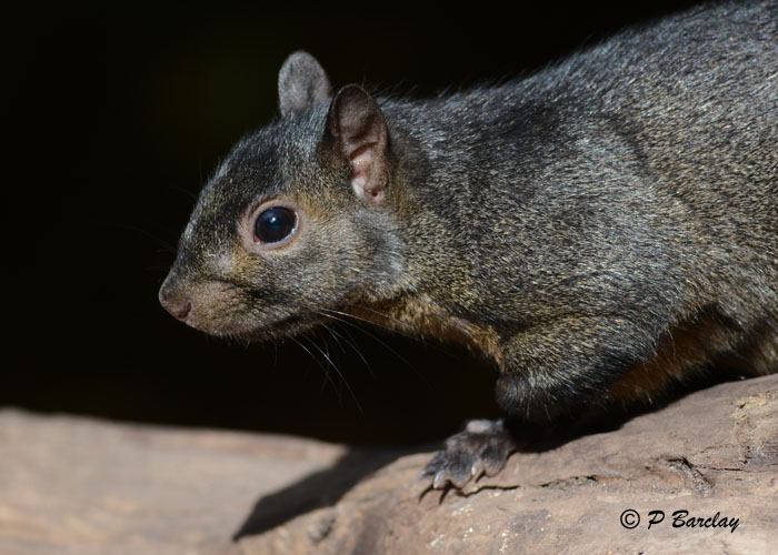 Squirrel