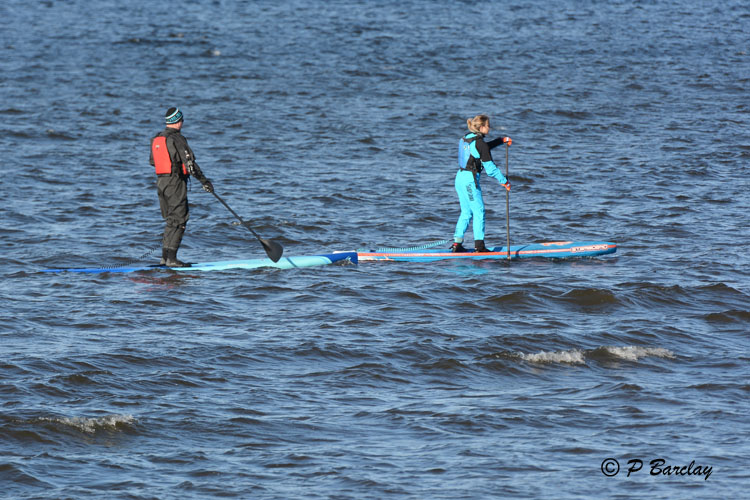 Paddle Boarders