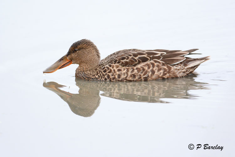 Northern Shoveler:  SERIES (2 images)