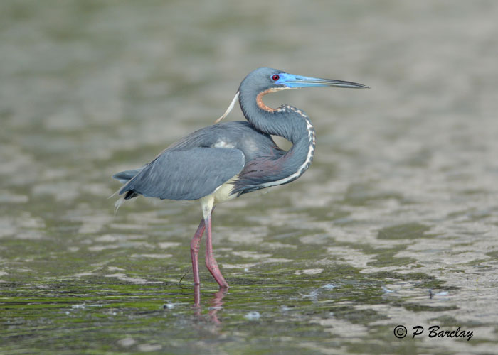 Tricoloured Heron