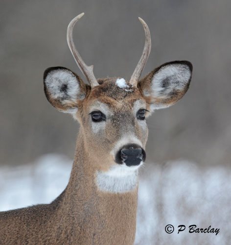 White-tailed Deer:  SERIES (2 images)