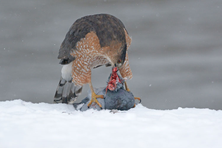 Coopers Hawk:  SERIES (2 images)