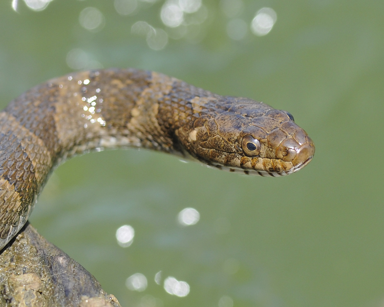 LAKE ERIE WATER SNAKE 