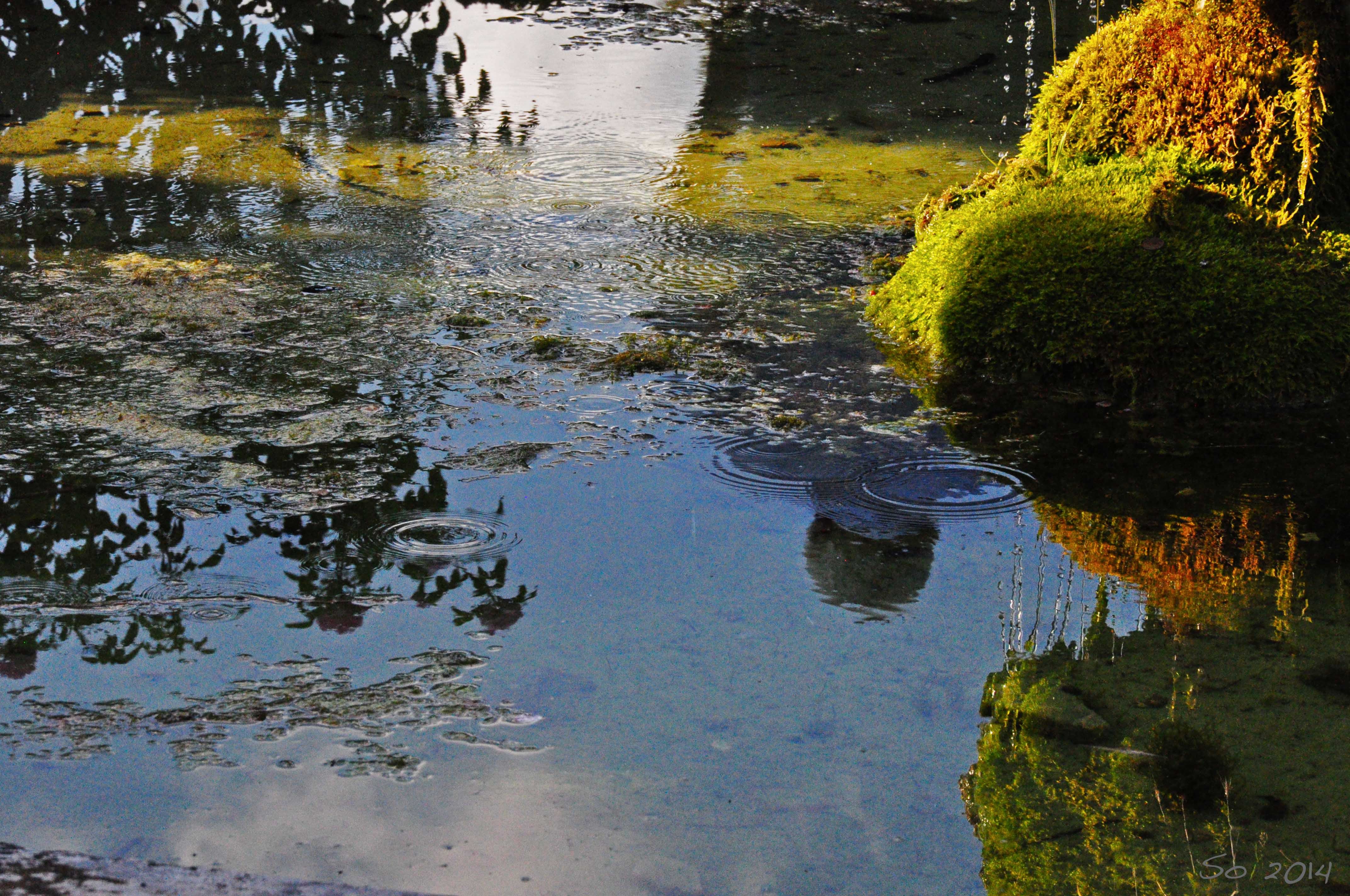 Little pond