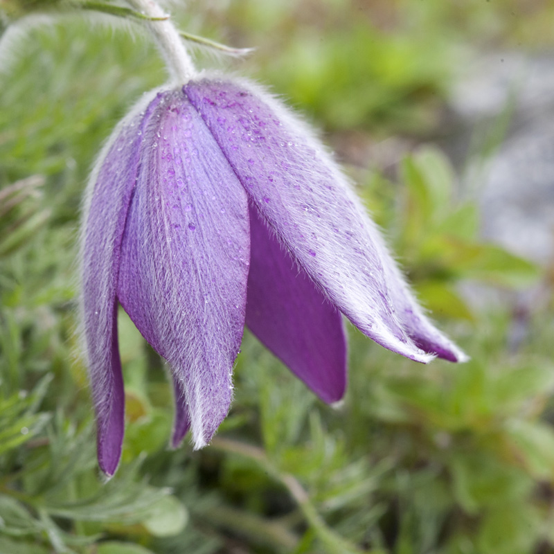 Anemone