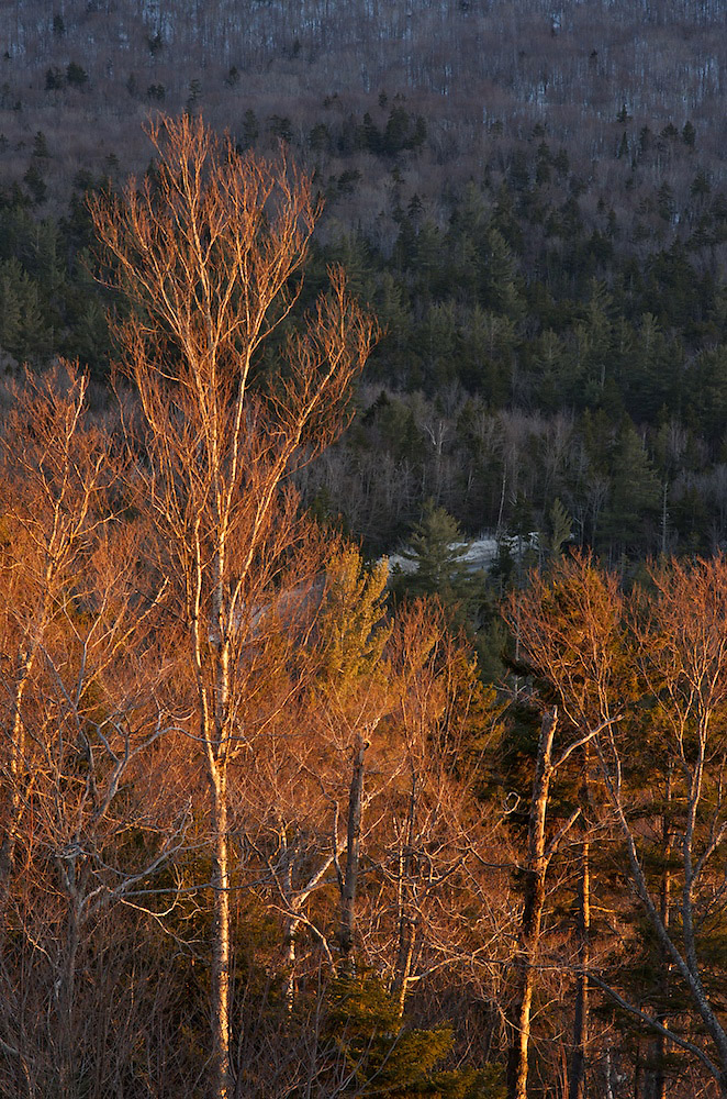 Winter Trees on the Kancamagus