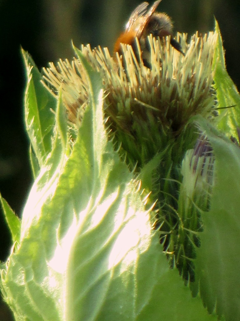 Thistle-bee2s.jpg