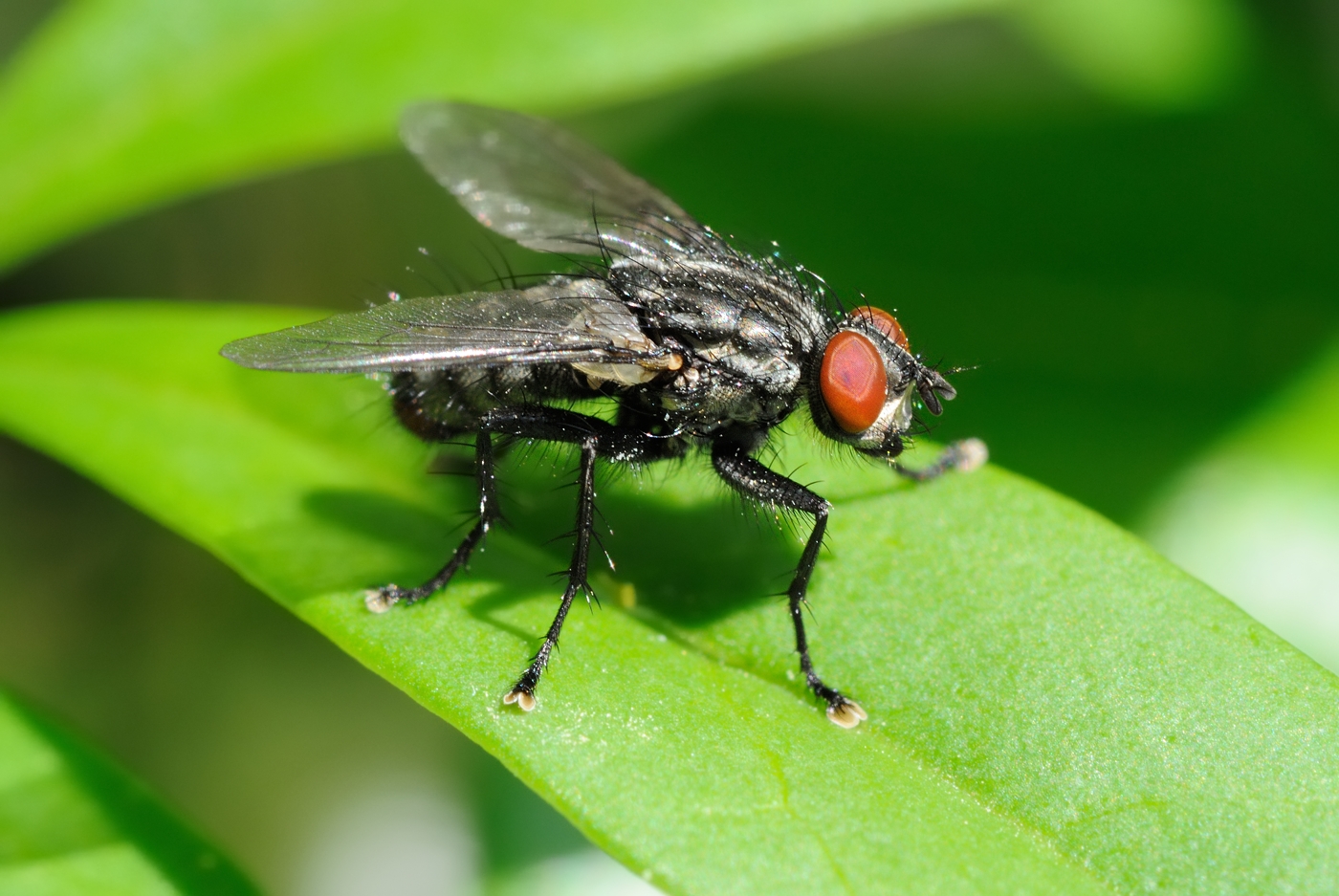 Flesh fly (Kdflue / Sarcophagidae sp.)