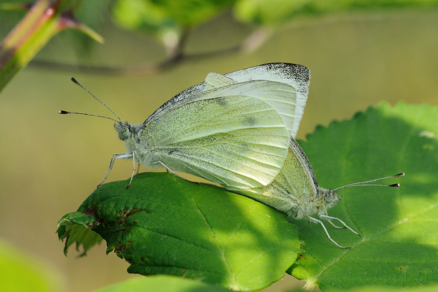 Small White butterfly (Lille klsommerfugl / Pieris rapae)
