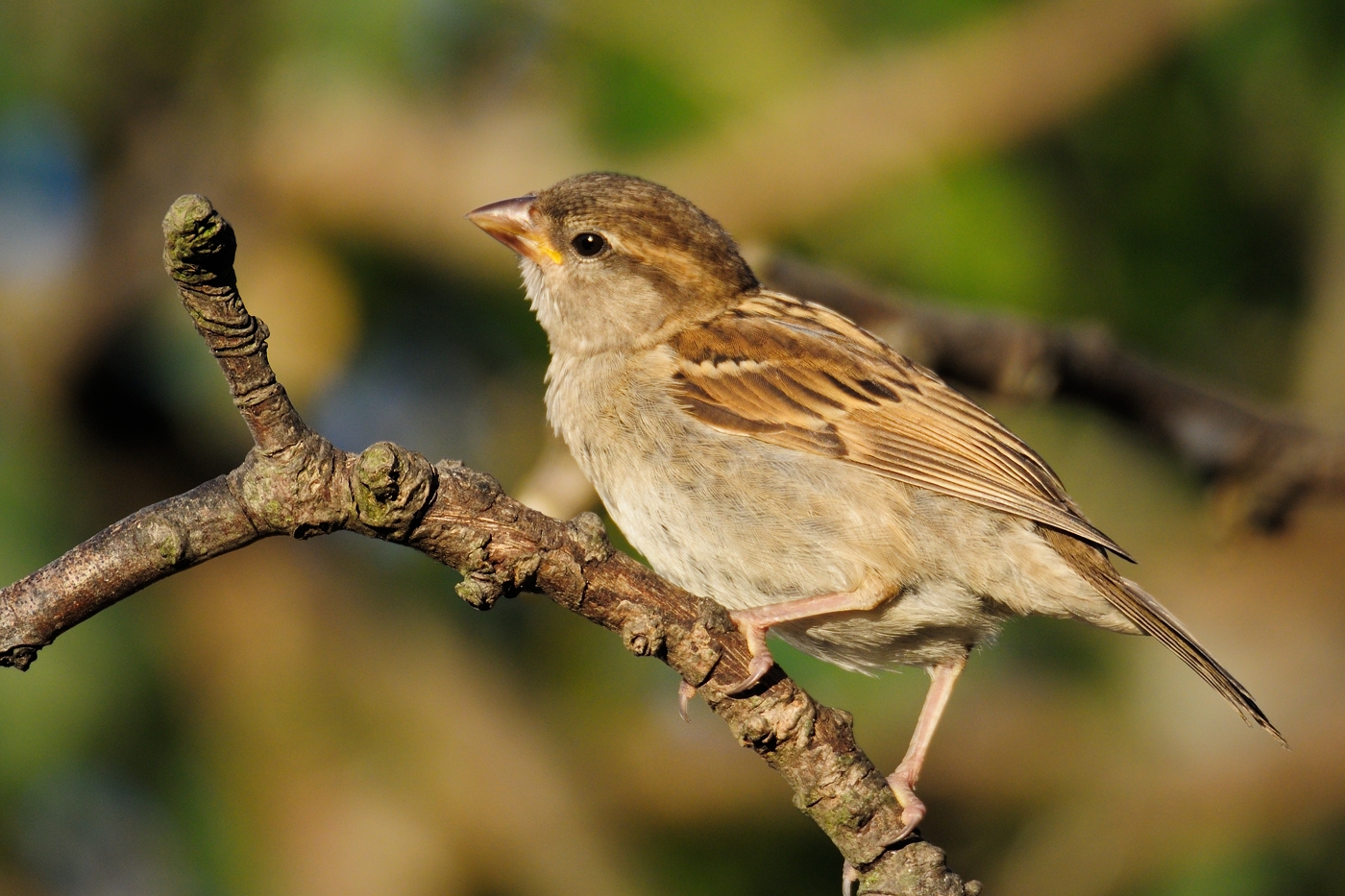 House Sparrow (Grspurv / Passer domesticus)