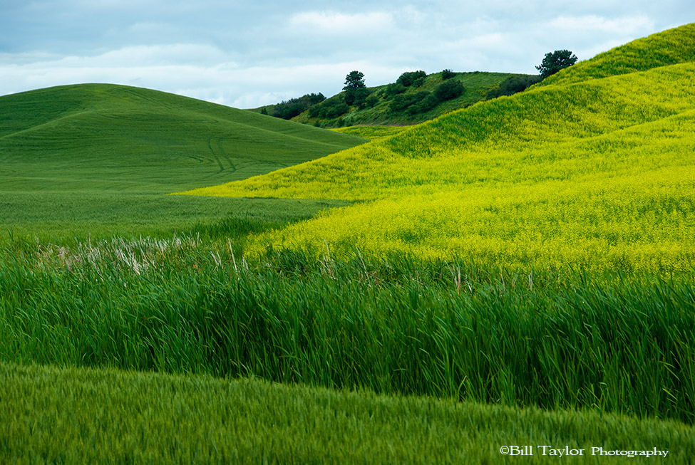 Palouse 2006