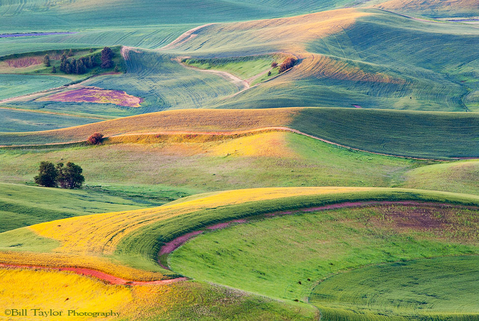 Palouse 2006