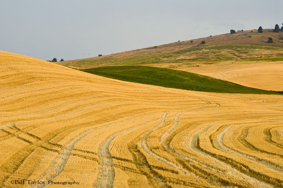 Palouse 2006