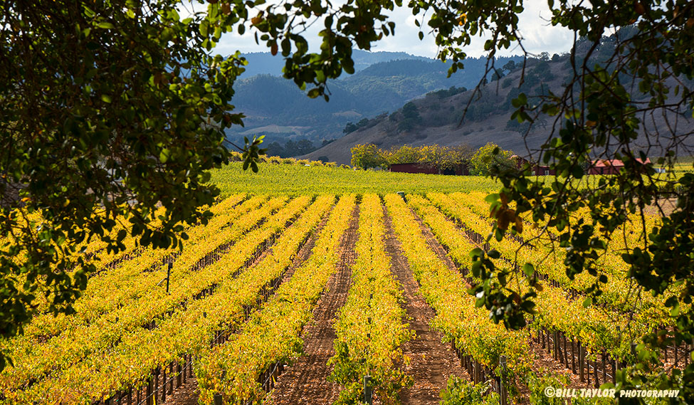 Napa Valley 2013