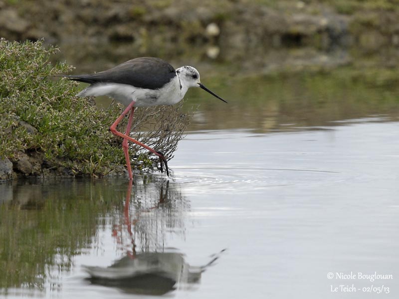 BLACK-WINGED-STILT