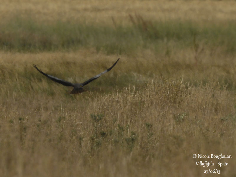 Montagus Harrier 4927