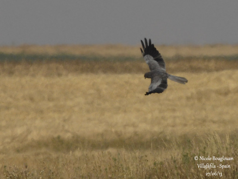 MONTAGU'S HARRIER - CIRCUS PYGARGUS - BUSARD CENDRE - DARK MORPH MALE