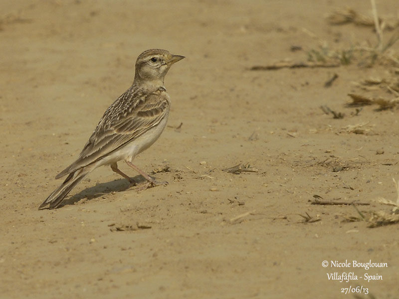 Greater Short-toed Lark 5160