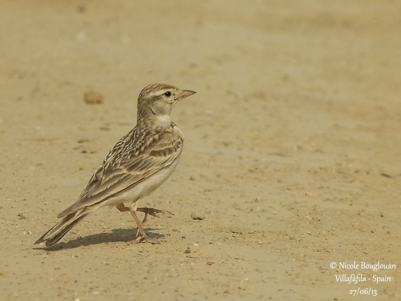 Greater Short-toed Lark 5154