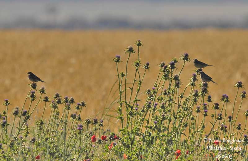 Corn Bunting 3574