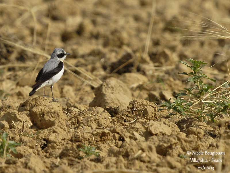 Northern Wheatear 5190