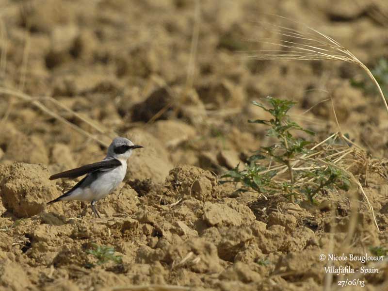 Northern Wheatear 5185