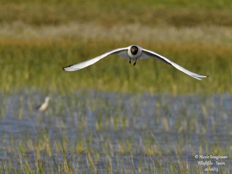 Black-headed Gull 3943