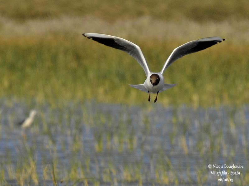 Black-headed Gull 3942