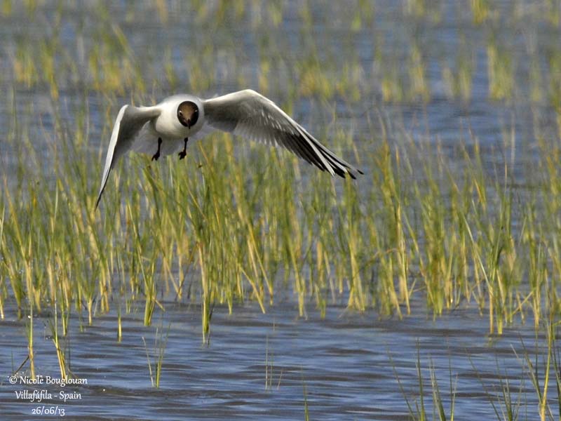 Black-headed Gull 3941