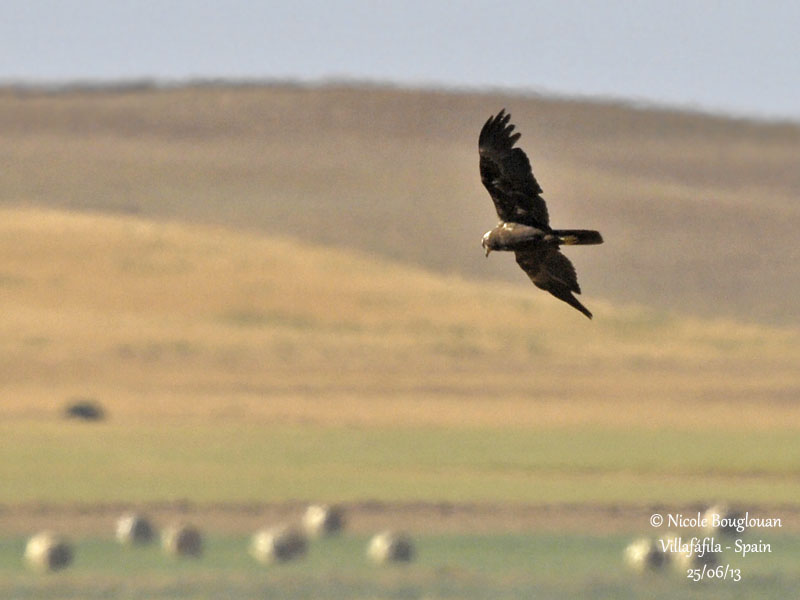 W Marsh Harrier 3832