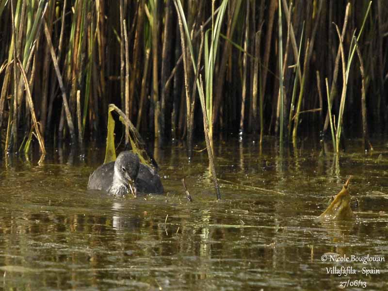Common Coot juv 5331