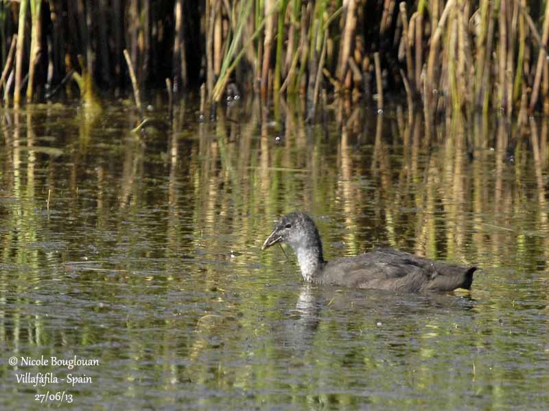 Common Coot juv 3038