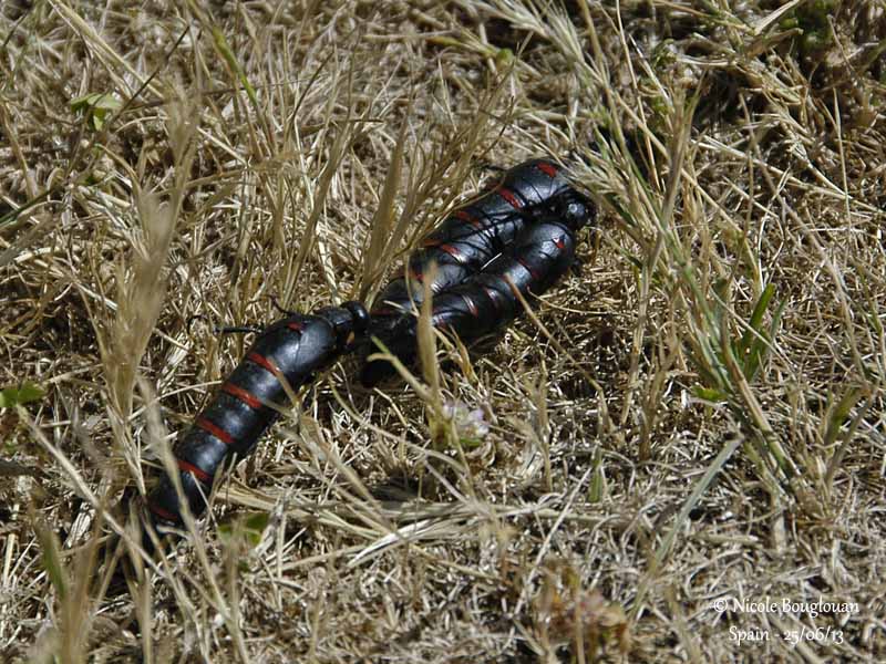 Berberomeloe majalis - two males and a female 