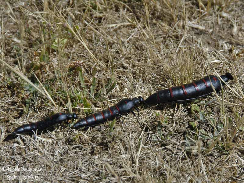 Berberomeloe majalis - two males and a female