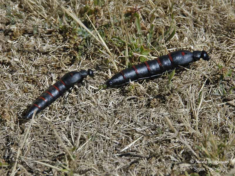 Berberomeloe majalis - male and female 