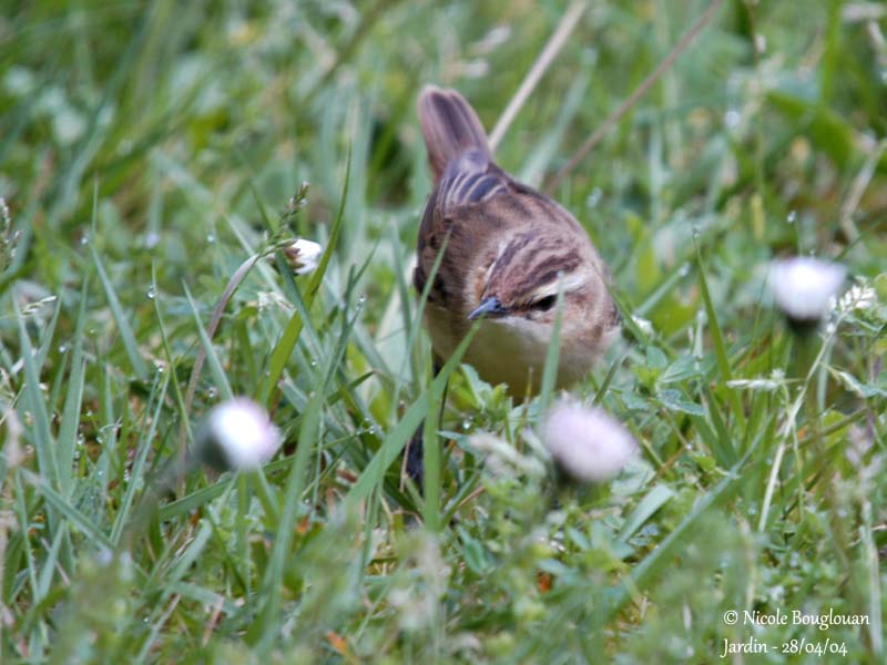 SEDGE WARBLER - ACROCEPHALUS SCHOENOBAENUS - PHRAGMITE DES JONCS