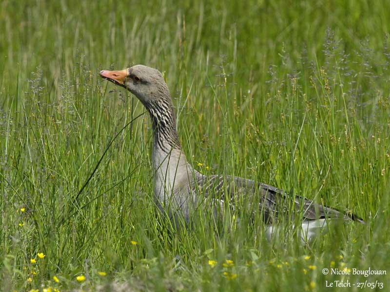 GREYLAG GOOSE feeding on seed grass