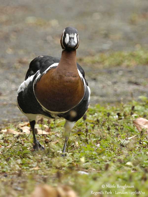RED-BREASTED GOOSE