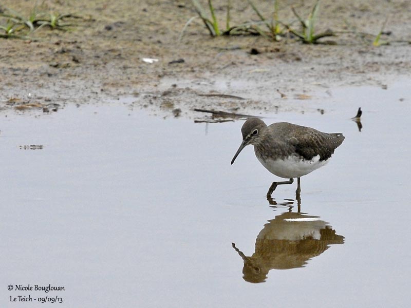 GREEN SANDPIPER 