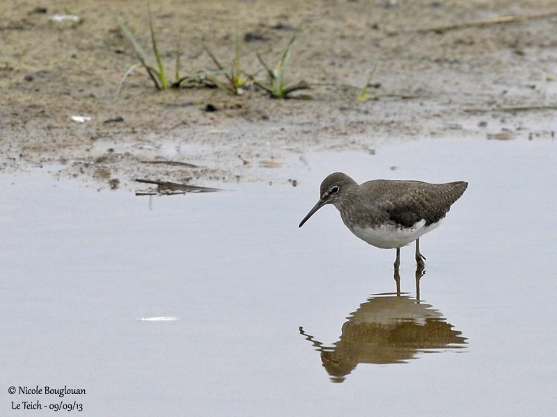 GREEN SANDPIPER 