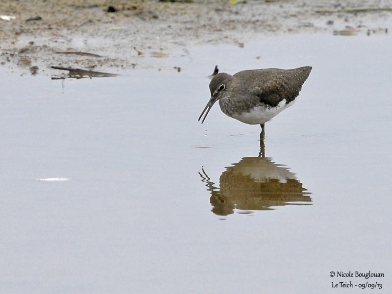 GREEN SANDPIPER 