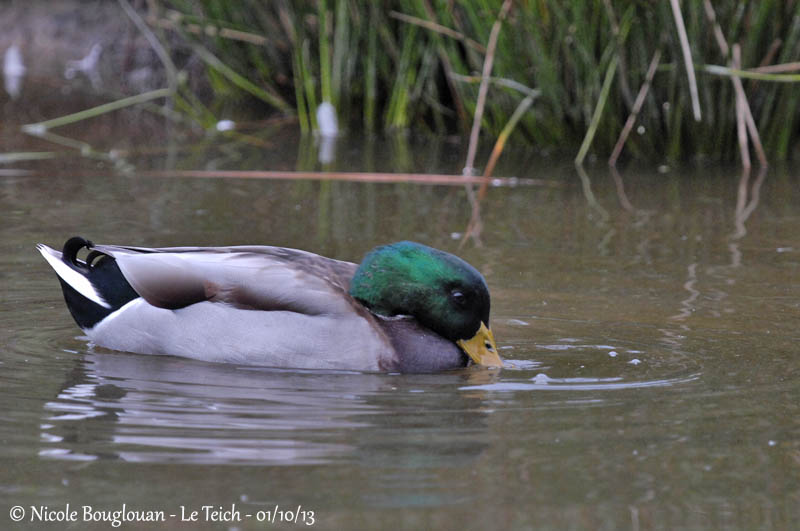 Mallard 