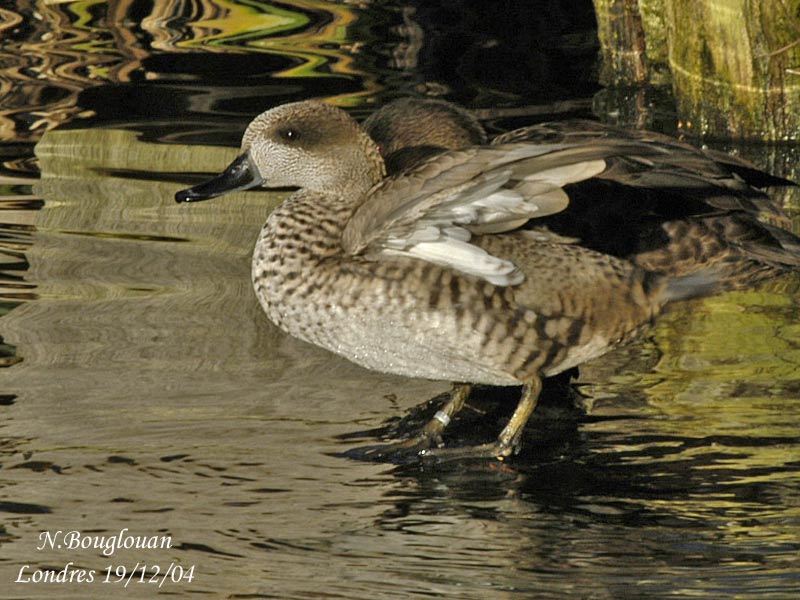 MARBLED-DUCK